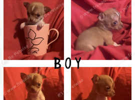 Chihuahua Puppies Ready 1st October