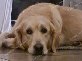 Lovley golden retriever girl
