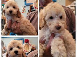 KC MINIATURE  POODLE PUPS LOOKING FOR THEIR FOREVER HOME