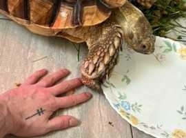 Large sulcata tortoice