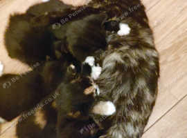 Black and white female kitten