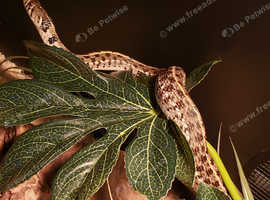 GARTER SNAKE