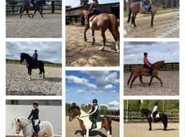 WANTED 14.2/15hh long term loan or LWVTB