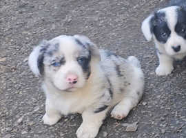 WELSH CARDIGAN CORGI PUPS READY 160825