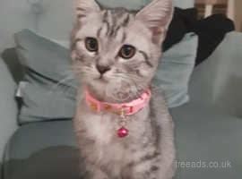 British Shorthair Cats And Kittens For Sale And Rehome In Ormskirk