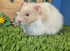 Baby Pedigree Syrian Hamster Boy Male