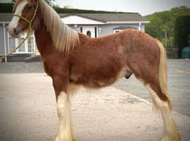 GUNNER YEARLING COB X CLYDESDALE