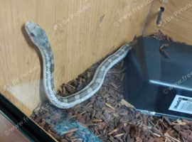 White sided black rat snake
