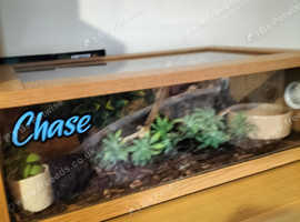 Corn snake