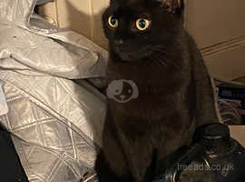 My Beautiful Black Cat TJ