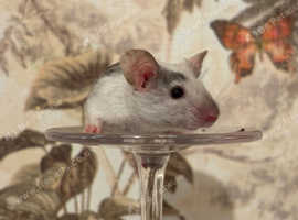 fancy female mice.