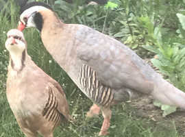 Arabian partridge for sale