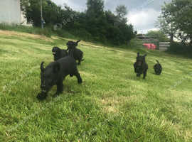 Collie x poodle pups for sale