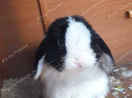 Two male rabbits for rehoming