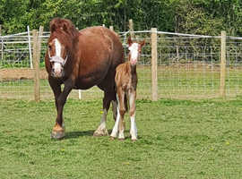 Beautifully marked welsh c filly