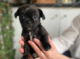 Jug puppies