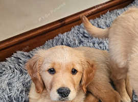 Beautiful chunky golden retrievers for sale