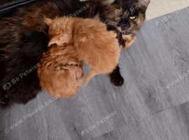 Ginger male kittens for 2024 sale