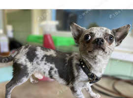 Silver Blue Merle Chihuahua Boy