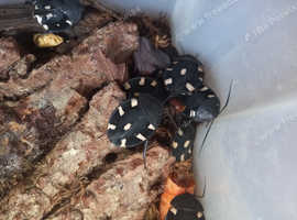 Domino roaches x10