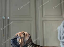 Cane Corso Red Female Pick Of The Litter In Devon On Freeads 