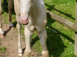 2025 gold cream champagne filly