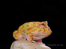 Various pacman frogs available!!!