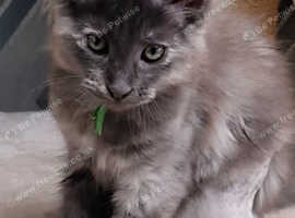 Maine Coon Lykoi Cat Cena Maine Coon Kittens And Cats For Sale