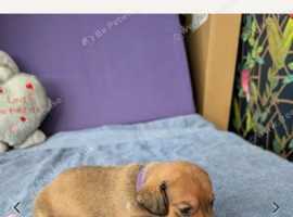 Dachshunds for sale