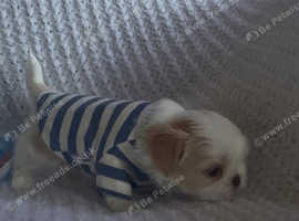 8 weeks old shih tzu boy