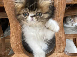 Exotic Male kitten