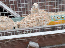 Golden Italian quail