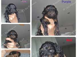 F1b Toy Cavapoo