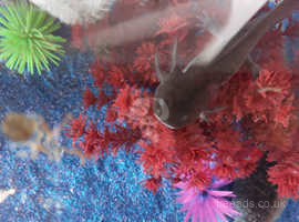 Black axolotl 12 months old