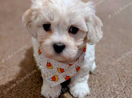Bichon havanez 6 weeks