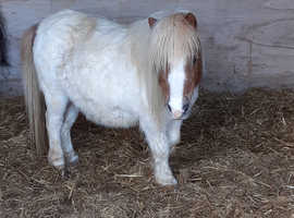 Mini shetland pony
