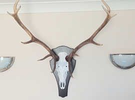 Deer antlers