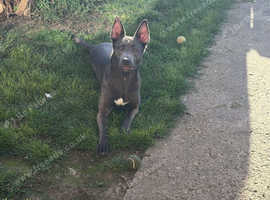 Belgian malinois cross