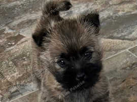 Gorgeous Cairn Terrier Puppies