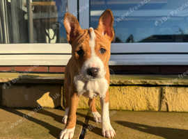Puppies!!! Basenji dog litter of 3!