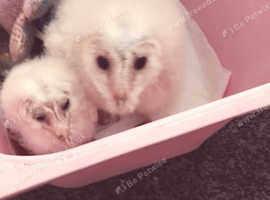 Beautiful Baby Owls forsale