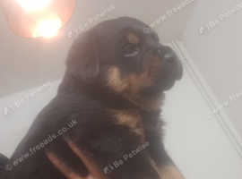 Rottweiler puppies