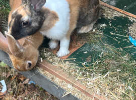Rabbits male and female with 2 cages