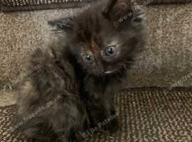 American Bobtail Kittens