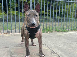 English bull terrier