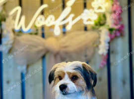 SOLD.    Biewer Yorkshire terrier