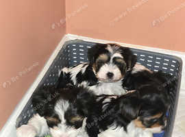 Pedigree BIEWER Yorkshire Terrier puppies in Manchester