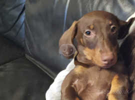 Dachshund for adoption near clearance me