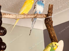 4 budgies with large cage and smaller cage
