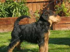 Well-bred litter of Airedale terriers puppies